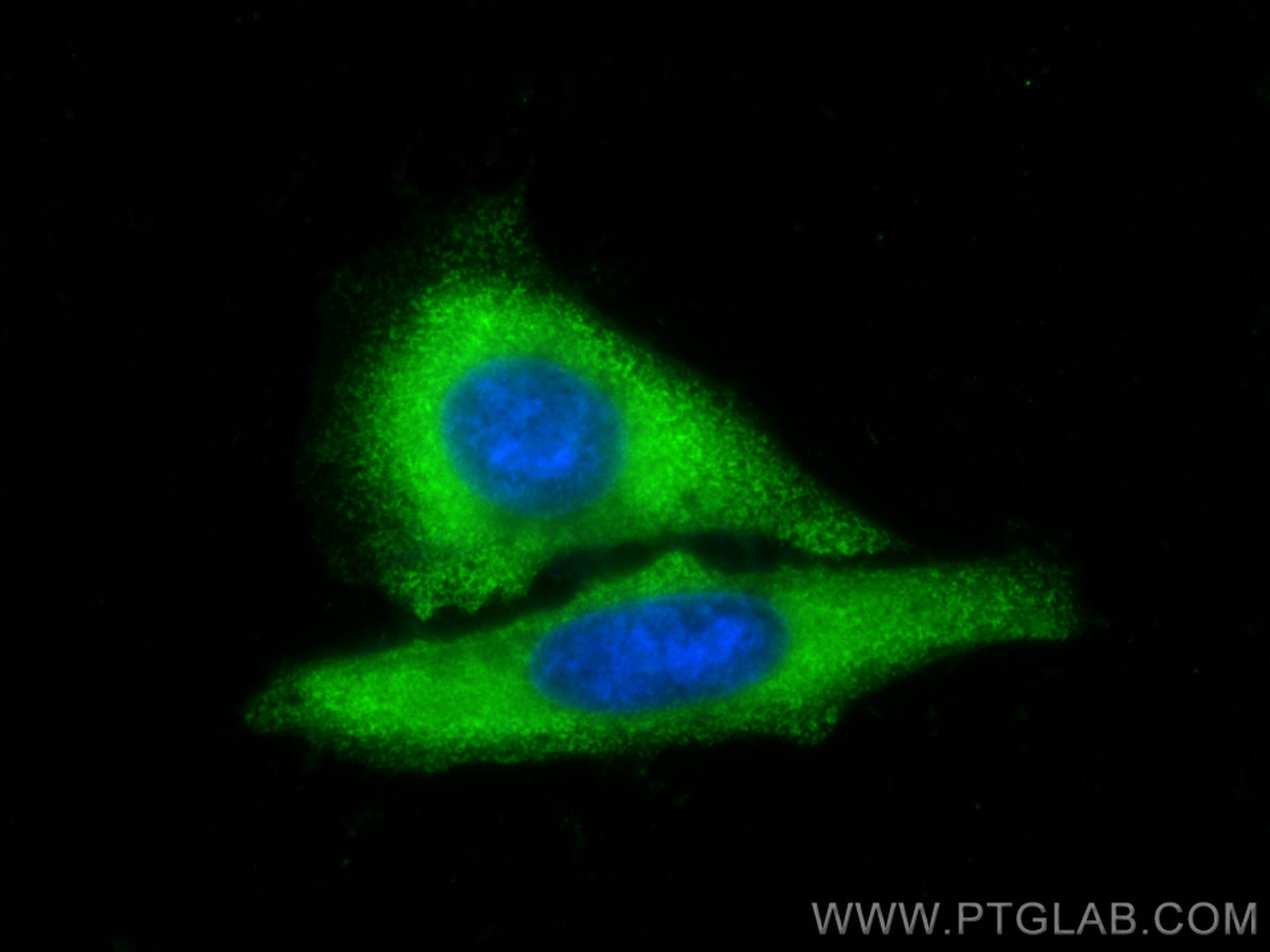 Immunofluorescence (IF) / fluorescent staining of HepG2 cells using CoraLite® Plus 488-conjugated PGM1 Monoclonal anti (CL488-66105)