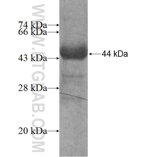 PGM1 fusion protein Ag7294 SDS-PAGE