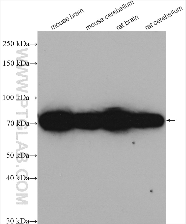 Western Blot (WB) analysis of various lysates using PGM2L1 Polyclonal antibody (13942-1-AP)