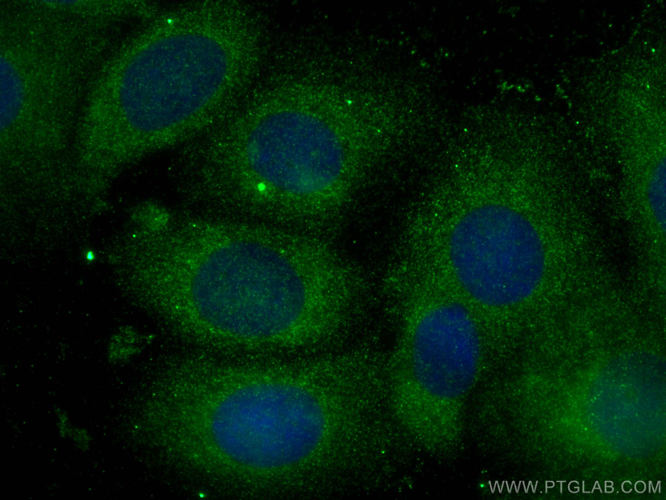 Immunofluorescence (IF) / fluorescent staining of MCF-7 cells using PGP Polyclonal antibody (25081-1-AP)