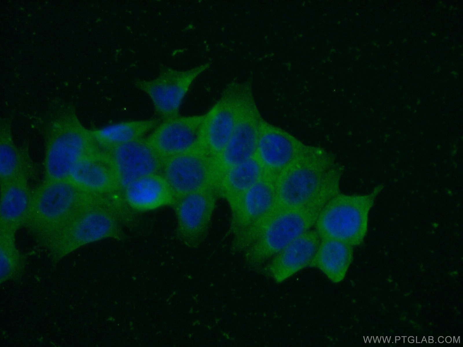 Immunofluorescence (IF) / fluorescent staining of MCF-7 cells using PGP Polyclonal antibody (25081-1-AP)