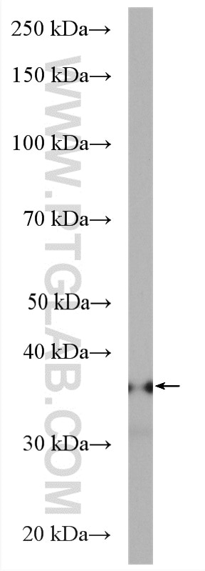Western Blot (WB) analysis of mouse heart tissue using PGP Polyclonal antibody (25081-1-AP)