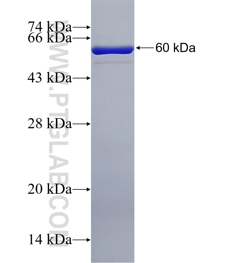 PGP fusion protein Ag33035 SDS-PAGE PGP fusion protein Ag33035 SDS-PAGE
