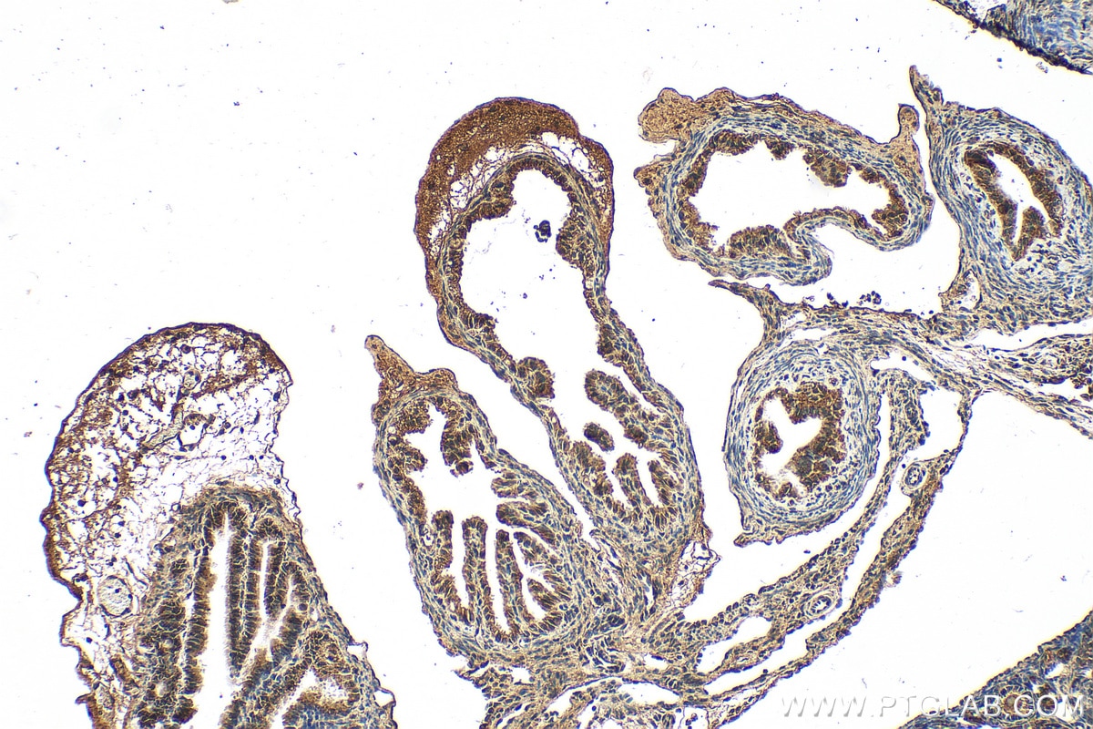 IHC staining of mouse ovary using 12990-1-AP