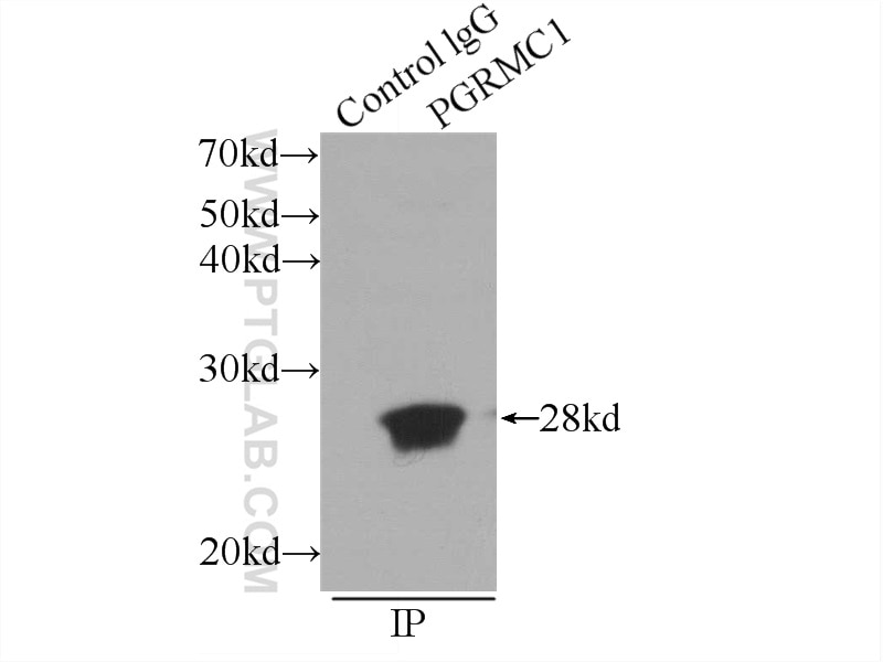 Immunoprecipitation (IP) experiment of MCF-7 cells using PGRMC1 Polyclonal antibody (12990-1-AP)
