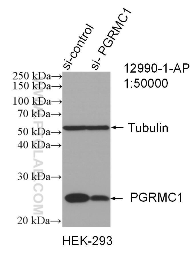 Western Blot (WB) analysis of HEK-293 cells using PGRMC1 Polyclonal antibody (12990-1-AP)