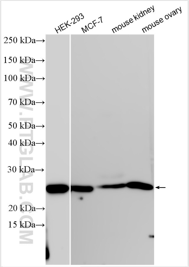 Western Blot (WB) analysis of various lysates using PGRMC1 Polyclonal antibody (12990-1-AP)