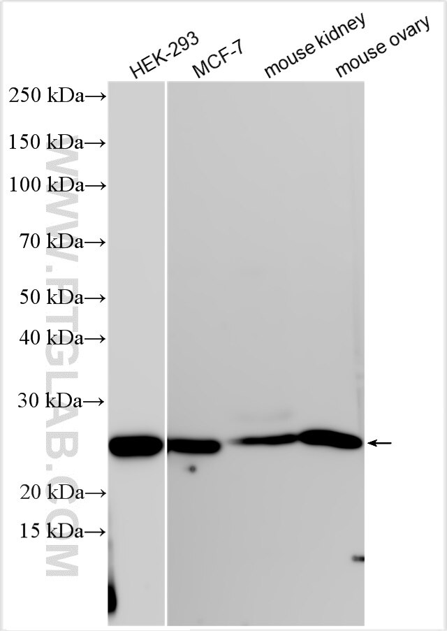 WB analysis using 12990-1-AP