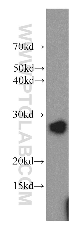 Western Blot (WB) analysis of HepG2 cells using PGRMC1 Polyclonal antibody (12990-1-AP)