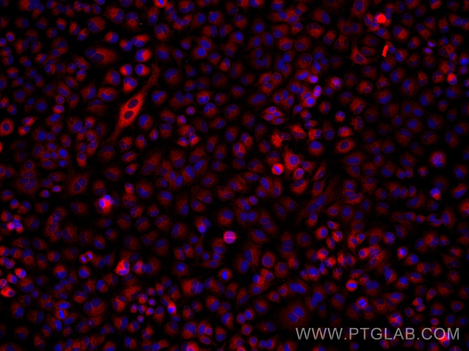 Immunofluorescence (IF) / fluorescent staining of A549 cells using PGRMC1 Monoclonal antibody (66372-1-Ig)