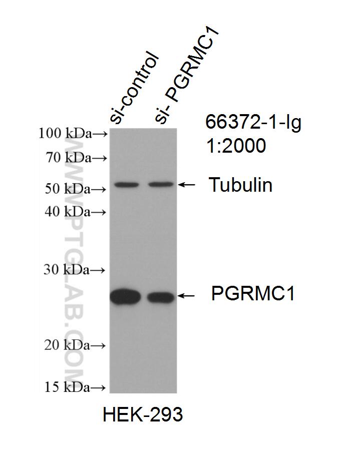 Western Blot (WB) analysis of HEK-293 cells using PGRMC1 Monoclonal antibody (66372-1-Ig)
