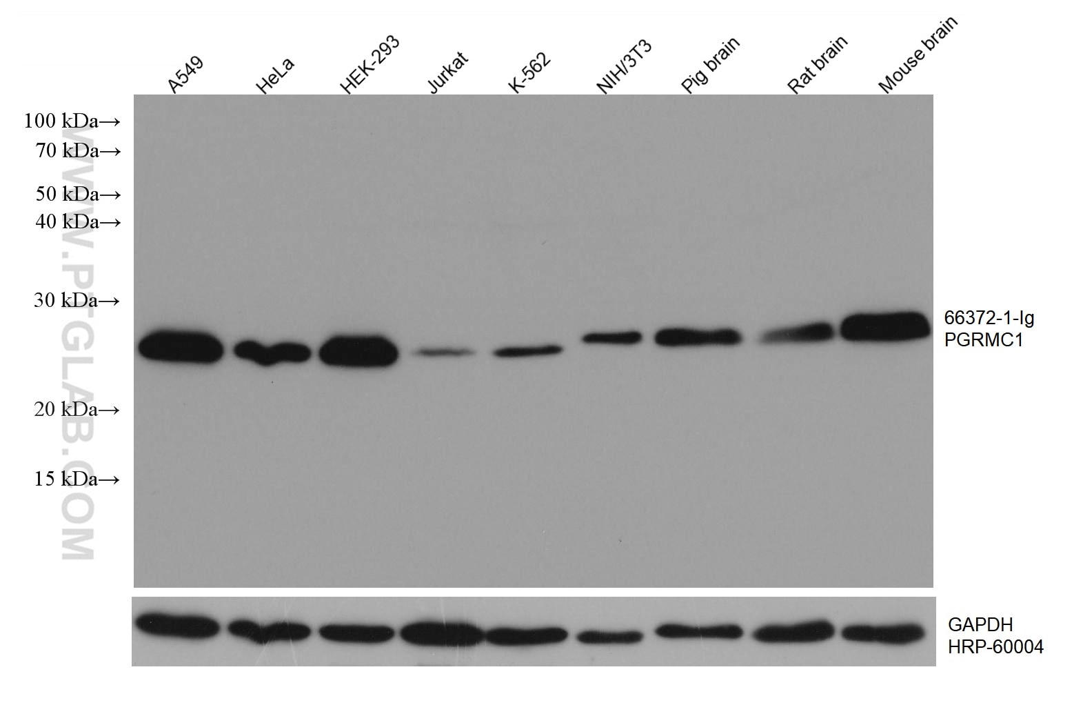 Western Blot (WB) analysis of various lysates using PGRMC1 Monoclonal antibody (66372-1-Ig)