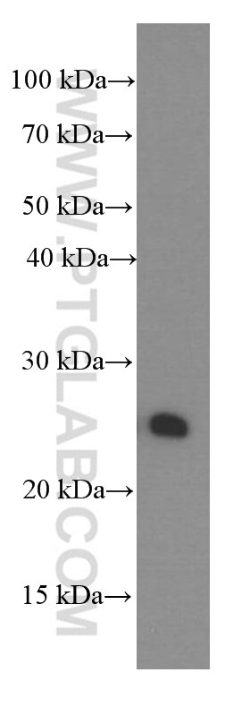 Western Blot (WB) analysis of fetal human brain tissue using PGRMC1 Monoclonal antibody (66372-1-Ig)