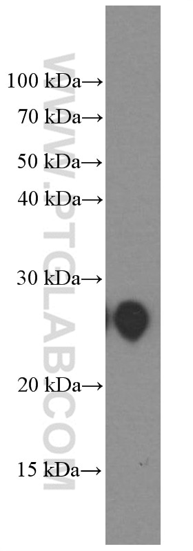 PGRMC1