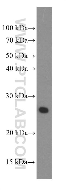 Western Blot (WB) analysis of NIH/3T3 cells using PGRMC1 Monoclonal antibody (66372-1-Ig)