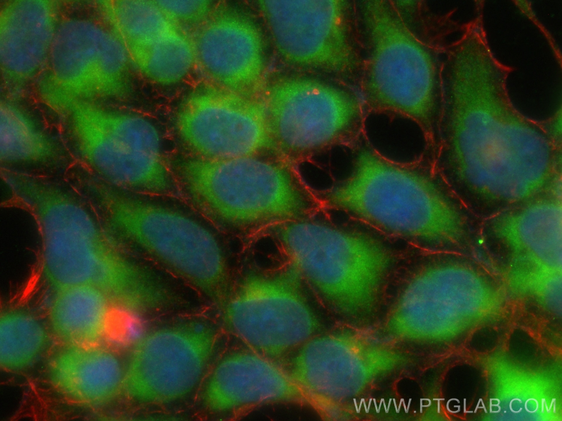 Immunofluorescence (IF) / fluorescent staining of HEK-293 cells using CoraLite® Plus 488-conjugated PGRMC1 Monoclonal an (CL488-66372)