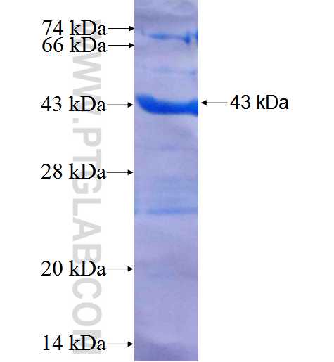 PGRMC1 fusion protein Ag3643 SDS-PAGE