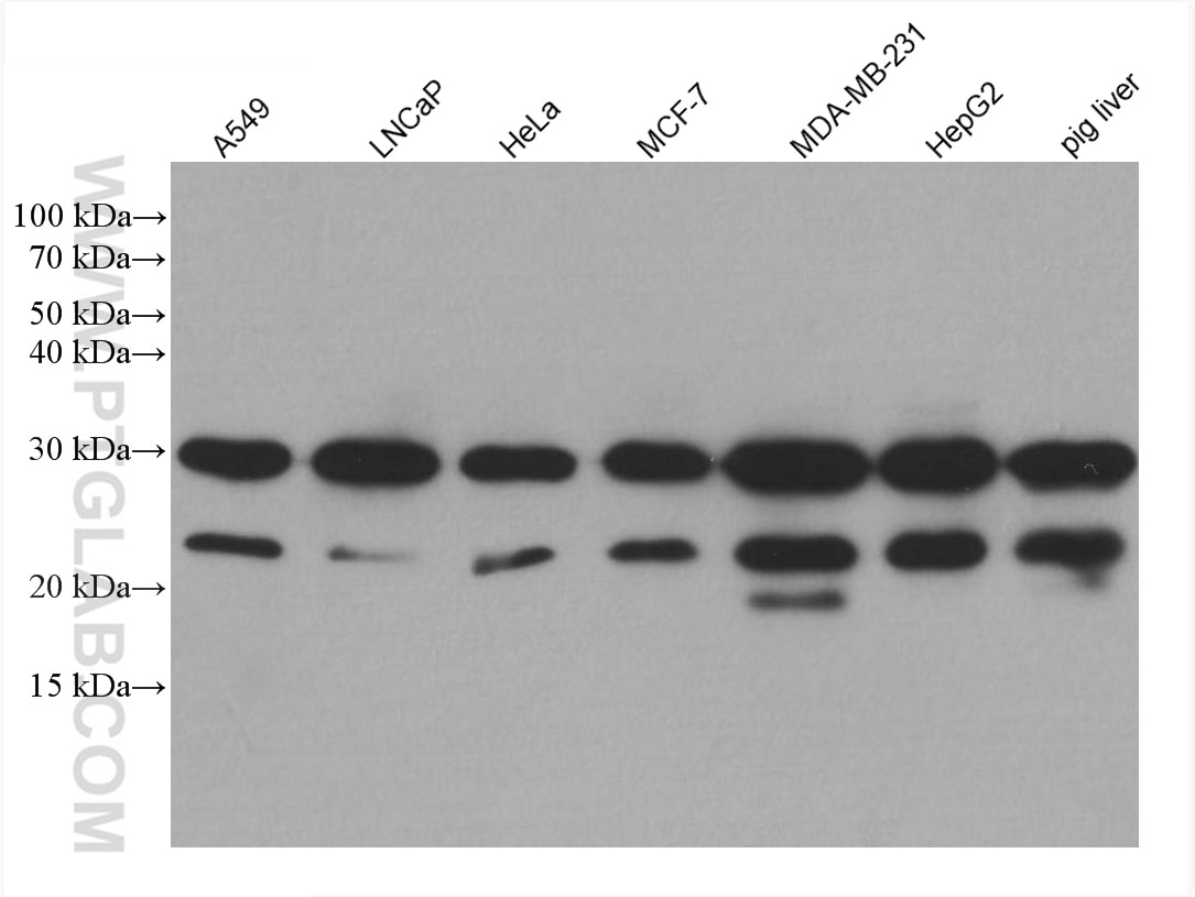 Western Blot (WB) analysis of various lysates using PGRMC2 Monoclonal antibody (60249-1-Ig)
