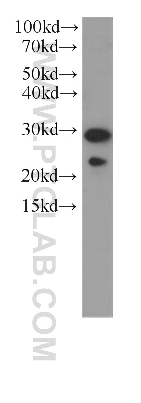 PGRMC2 Monoclonal antibody