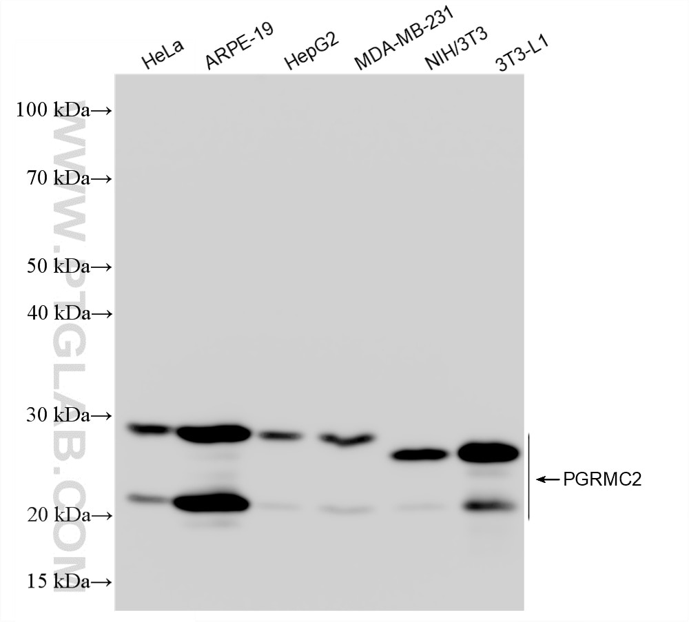 WB analysis using 86835-1-RR (same clone as 86835-1-PBS) Western Blot (WB) analysis of various lysates using PGRMC2 Recombinant monoclonal antibody (86835-1-RR)