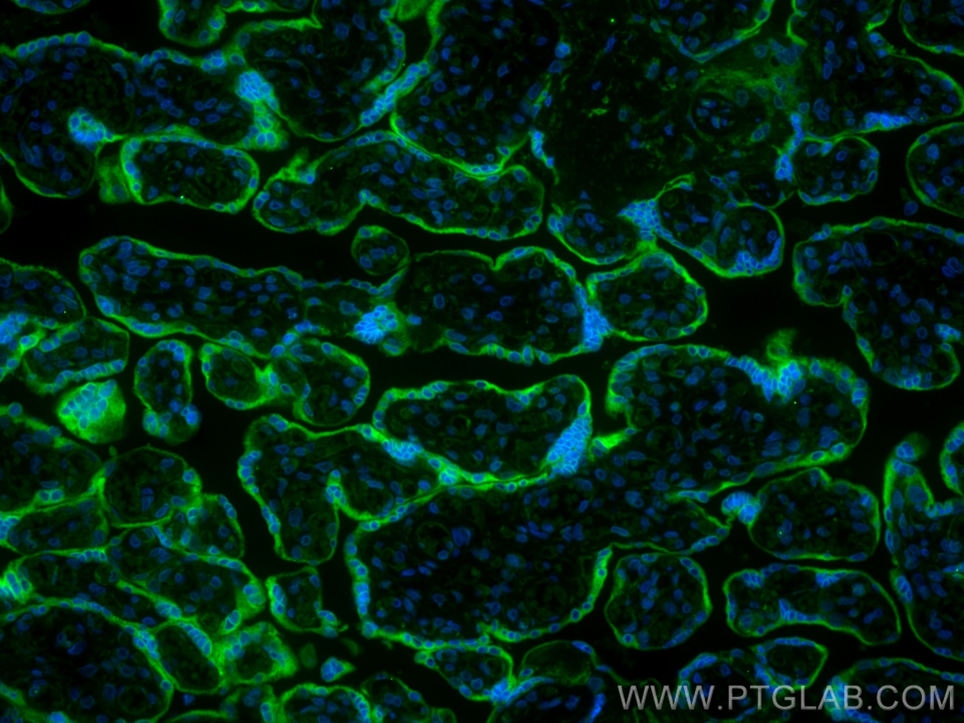 Immunofluorescence (IF) / fluorescent staining of human placenta tissue using CoraLite® Plus 488-conjugated PGRMC2 Monoclonal an (CL488-60249)