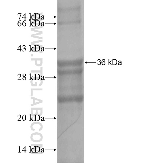 PGRMC2 fusion protein Ag20066 SDS-PAGE