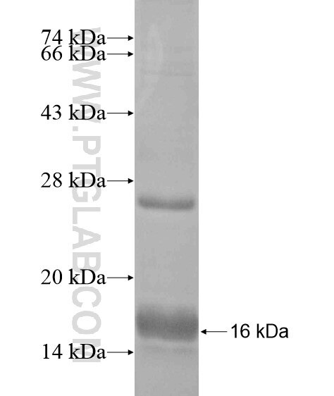 PGRMC2 fusion protein Ag20077 SDS-PAGE