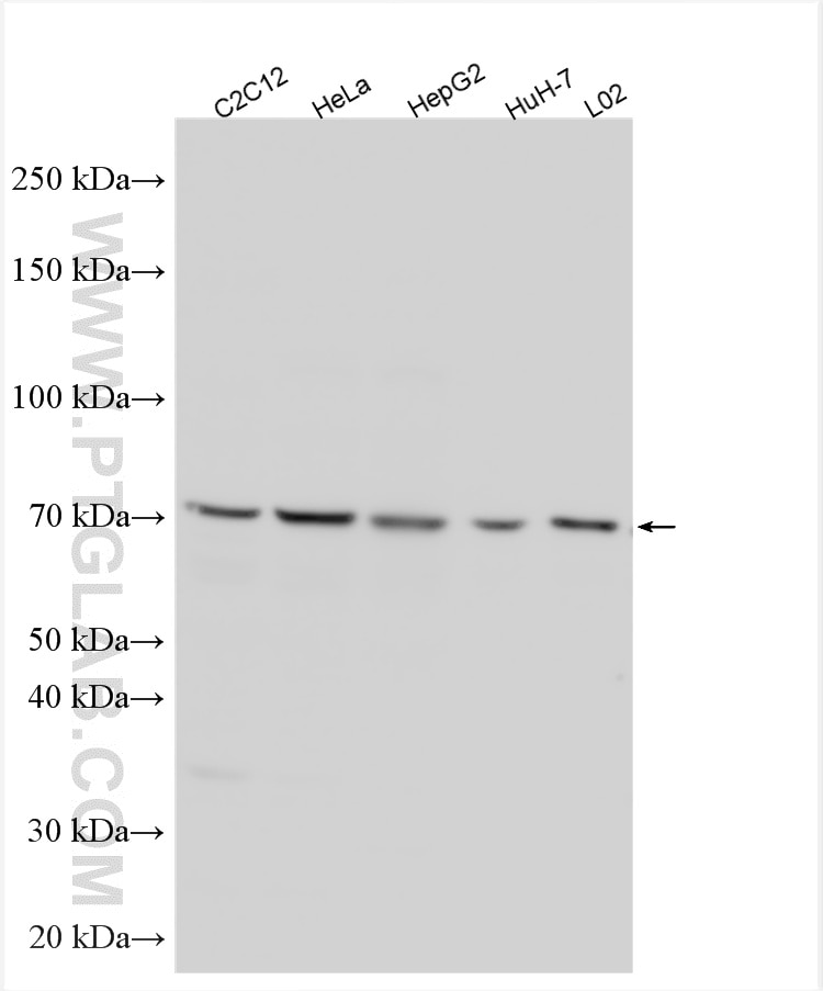 Western Blot (WB) analysis of various lysates using PGS1 Polyclonal antibody (17149-1-AP)