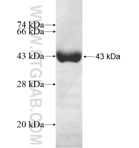 PGS1 fusion protein Ag11228 SDS-PAGE