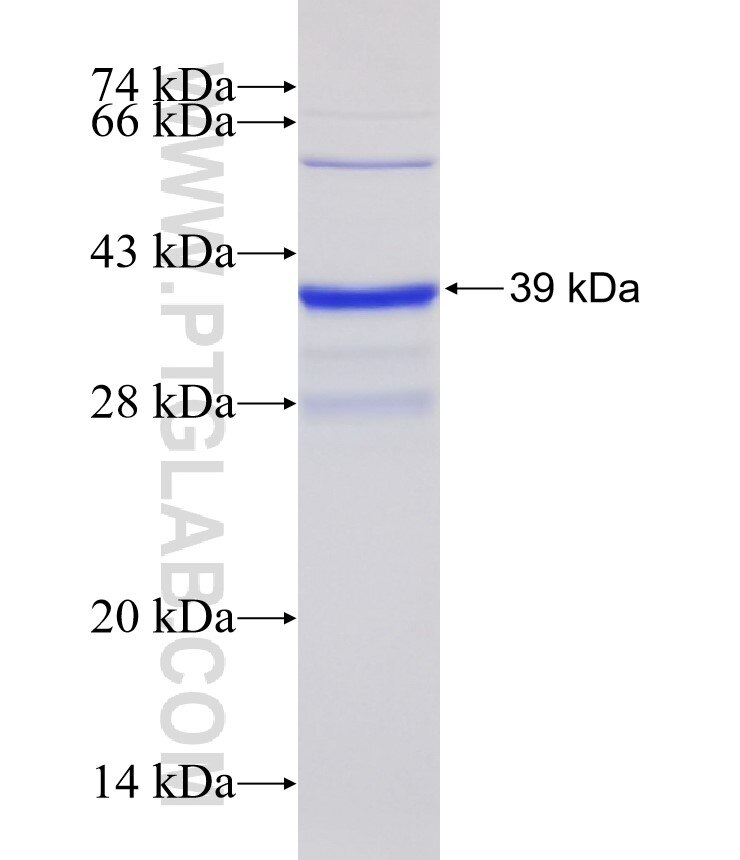 PGT fusion protein Ag32275 SDS-PAGE