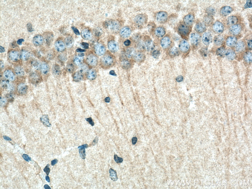 Immunohistochemistry (IHC) staining of mouse brain tissue using PHACTR1 Polyclonal antibody (23446-1-AP)
