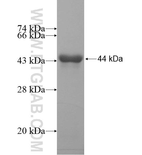 PHACTR3 fusion protein Ag12486 SDS-PAGE