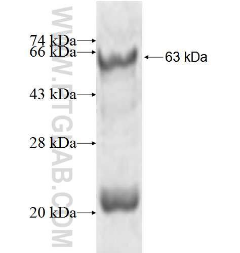 PHACTR4 fusion protein Ag4054 SDS-PAGE