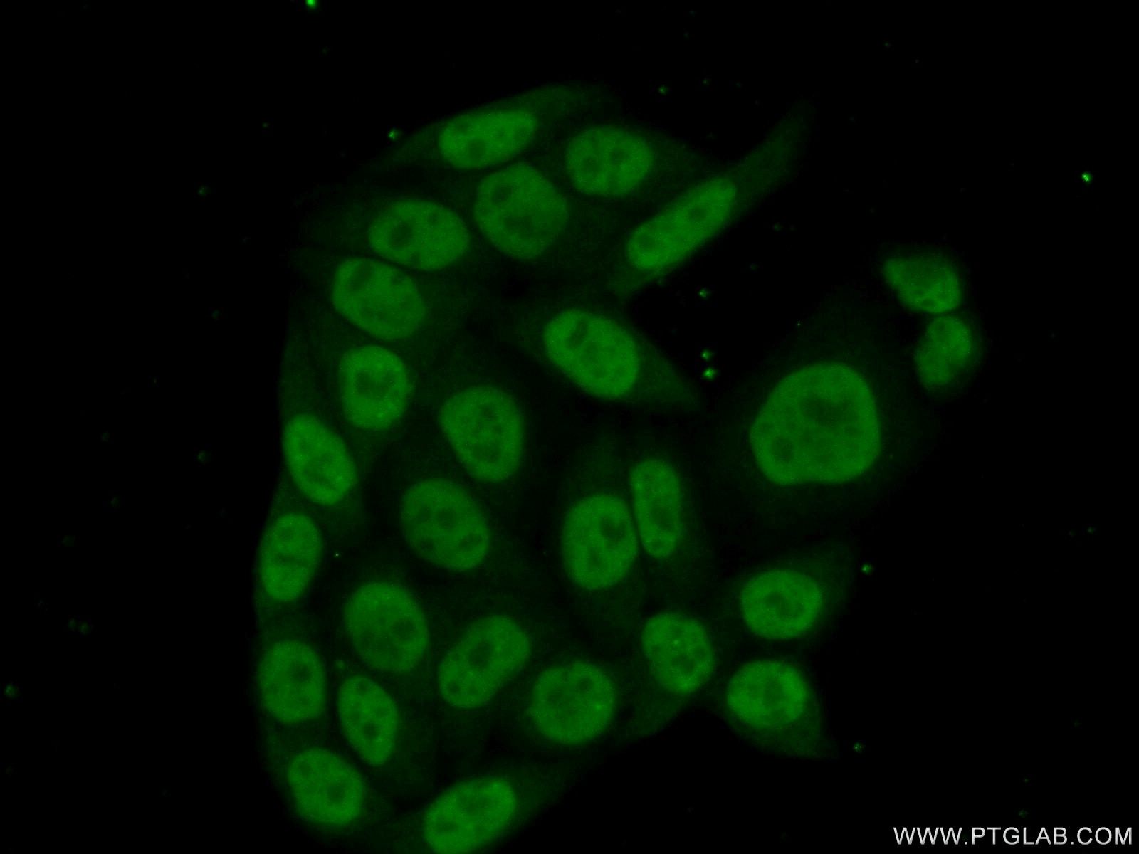 Immunofluorescence (IF) / fluorescent staining of HeLa cells using PHAX Polyclonal antibody (16481-1-AP)