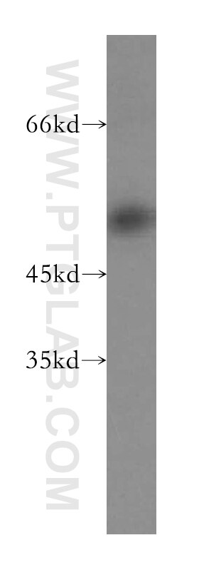 Western Blot (WB) analysis of HepG2 cells using PHAX Polyclonal antibody (16481-1-AP)