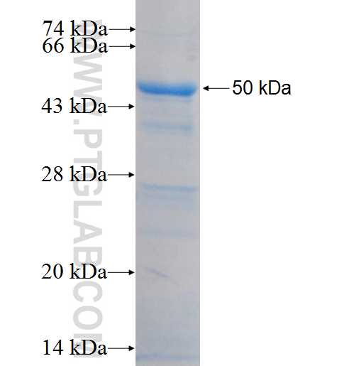PHAX fusion protein Ag9047 SDS-PAGE