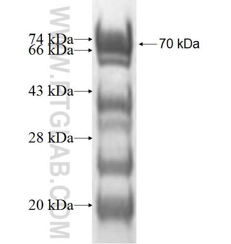 PHAX fusion protein Ag9602 SDS-PAGE
