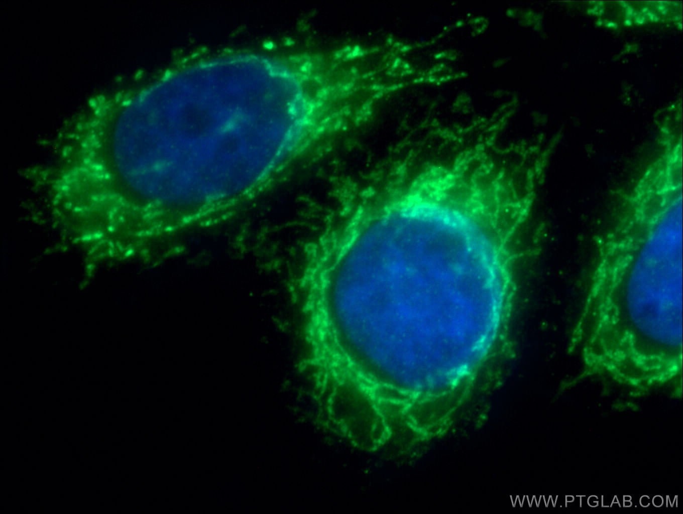 Immunofluorescence (IF) / fluorescent staining of HepG2 cells using Prohibitin Polyclonal antibody (10787-1-AP)