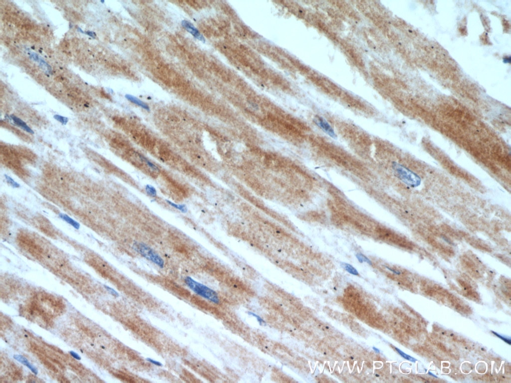 Immunohistochemistry (IHC) staining of human heart tissue using Prohibitin Polyclonal antibody (10787-1-AP)