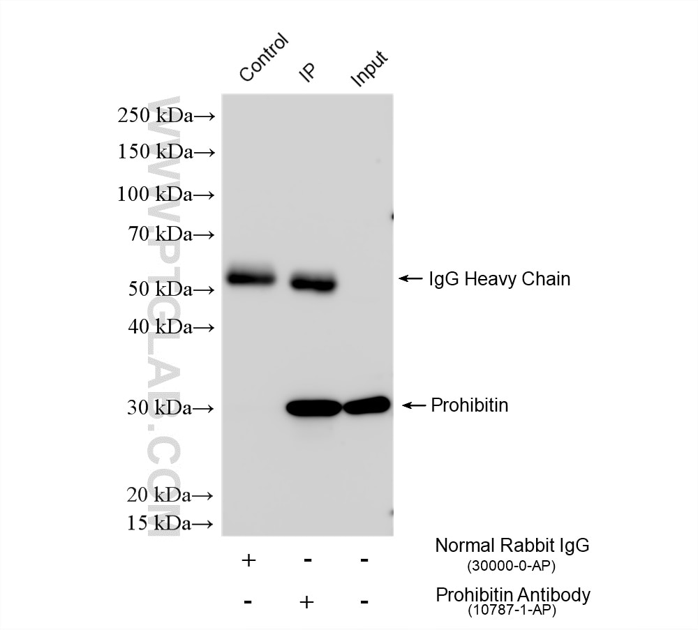 Immunoprecipitation (IP) experiment of A431 cells using Prohibitin Polyclonal antibody (10787-1-AP)
