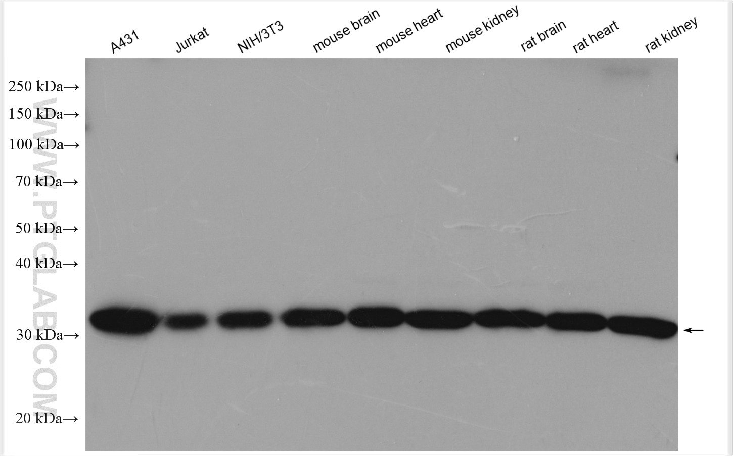 Western Blot (WB) analysis of various lysates using Prohibitin Polyclonal antibody (10787-1-AP)