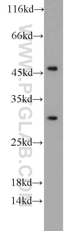 Western Blot (WB) analysis of NIH/3T3 cells using Prohibitin Polyclonal antibody (10787-1-AP)