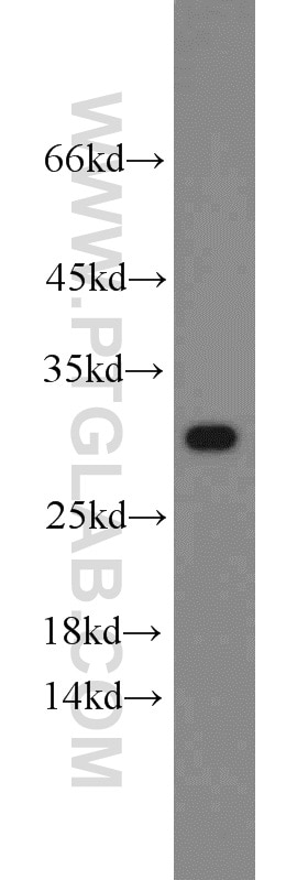 Western Blot (WB) analysis of HeLa cells using Prohibitin Polyclonal antibody (10787-1-AP)