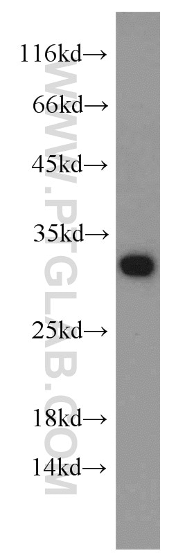 Western Blot (WB) analysis of Raji cells using Prohibitin Polyclonal antibody (10787-1-AP)
