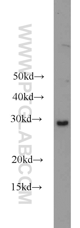 Western Blot (WB) analysis of A431 cells using Prohibitin Polyclonal antibody (10787-1-AP)