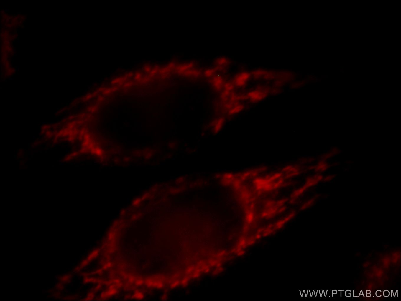 Immunofluorescence (IF) / fluorescent staining of HeLa cells using Prohibitin Monoclonal antibody (60092-1-Ig)