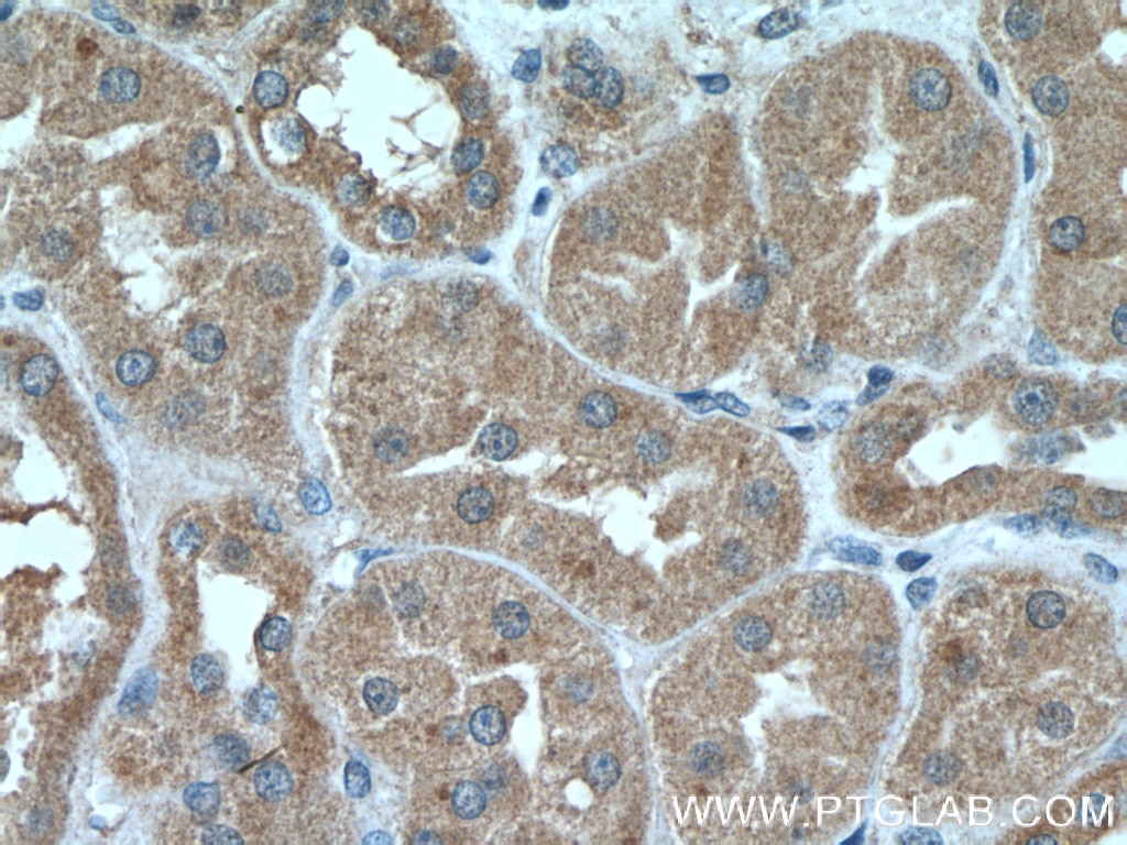 Immunohistochemistry (IHC) staining of human kidney tissue using Prohibitin Monoclonal antibody (60092-1-Ig)
