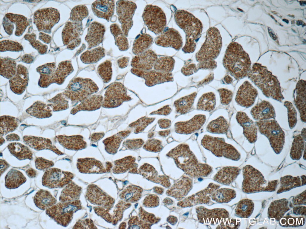 Immunohistochemistry (IHC) staining of human heart tissue using Prohibitin Monoclonal antibody (60092-1-Ig)