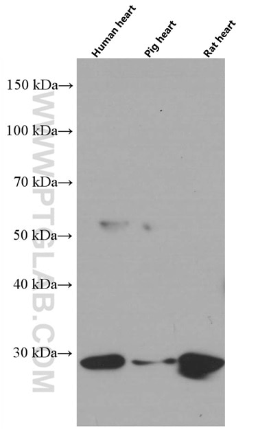 Western Blot (WB) analysis of various lysates using Prohibitin Monoclonal antibody (60092-1-Ig)