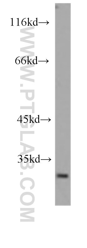 Western Blot (WB) analysis of HeLa cells using Prohibitin Monoclonal antibody (60092-1-Ig)